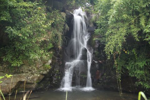 Zhongliu Zhongliu
