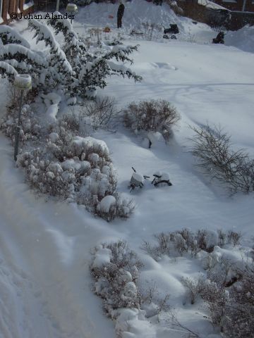 Mycket snö