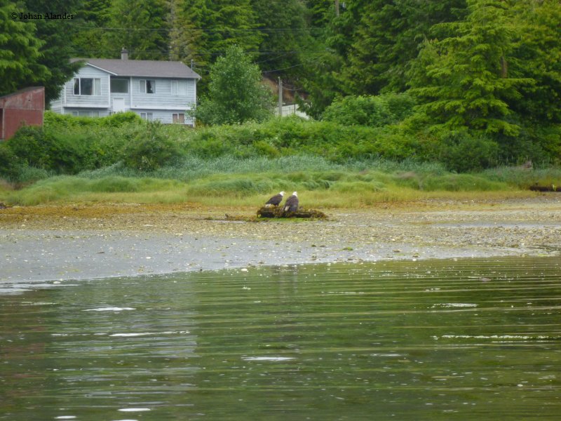 Vancouver Island-Kayaking - Bald Eagles