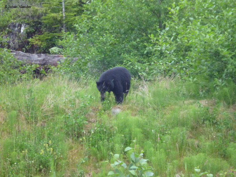 Vancouver Island-First Bear Vancouver Island-First Bear