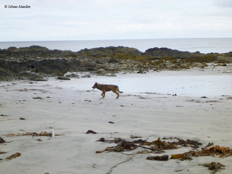 Cape Scott PP-Wolf