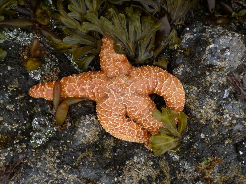 Cape Scott PP-Nissen bay