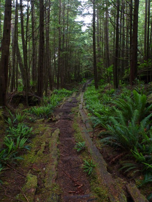 Cape Scott PP-Plank road Cape Scott PP-Plank road