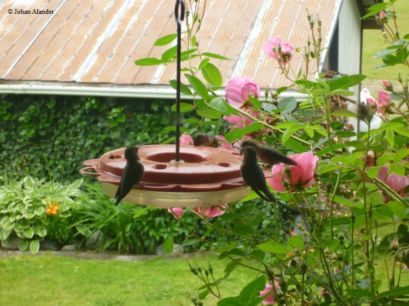 Bella Coola-Humming Birds