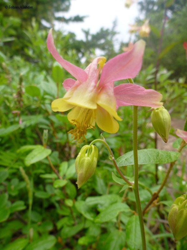 Jasper NP-Columbines