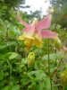 Jasper NP-Columbines