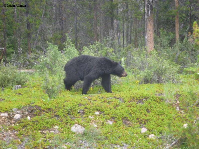 Jasper NP-Bear