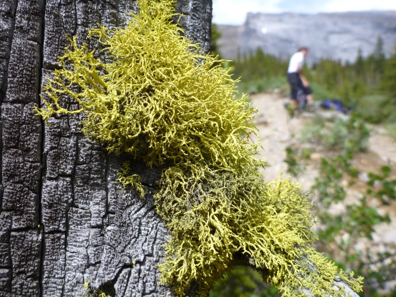 Jasper NP-Jonas-Brazeau loop