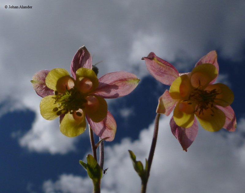 J-B loop-Columbines