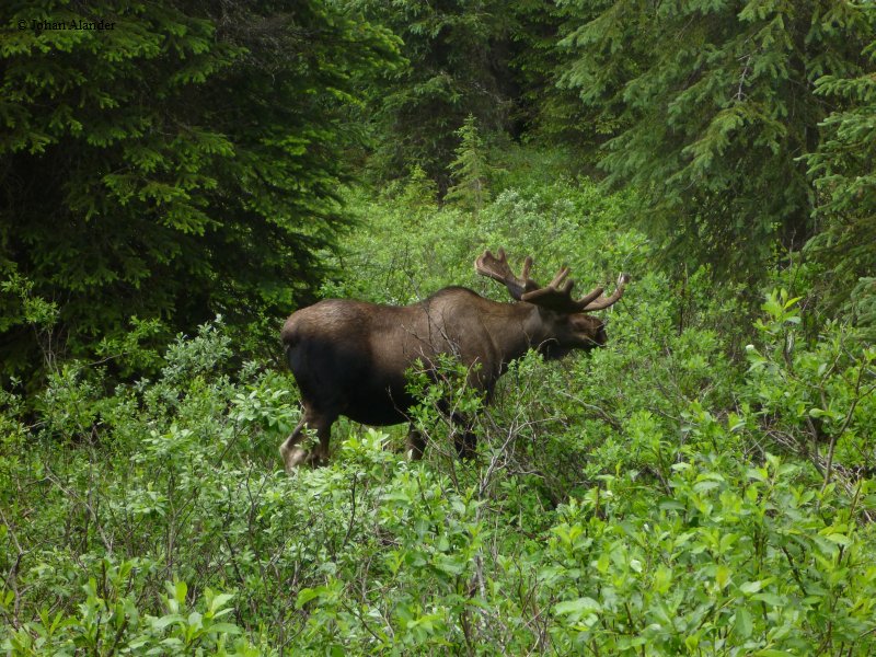 Moose Moose