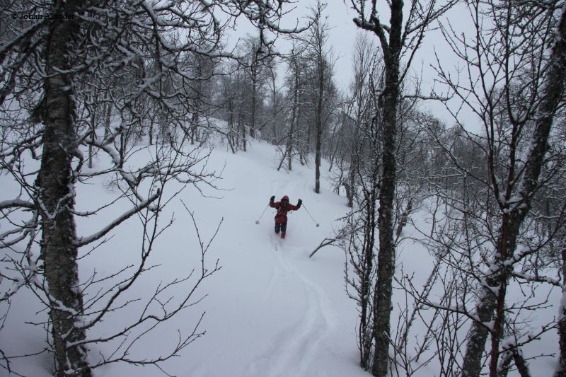 I skogen I skogen