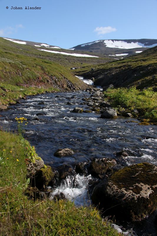 Hornstrandir Hornstrandir