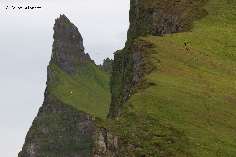 Hornstrandir Hornstrandir