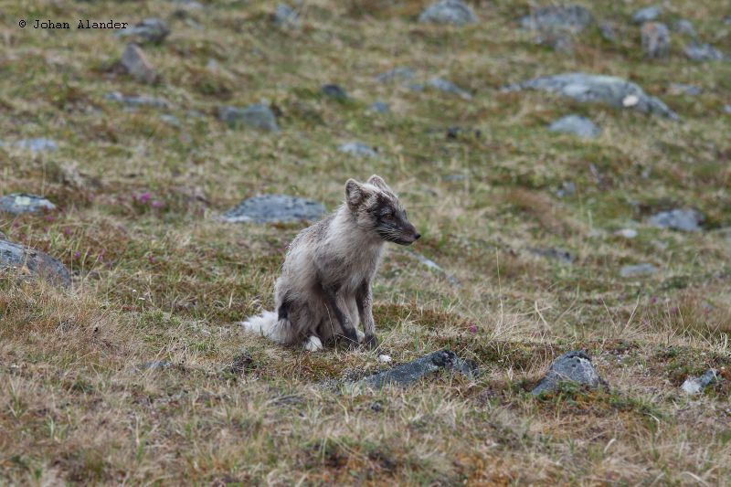 Fjällräv Fjällräv