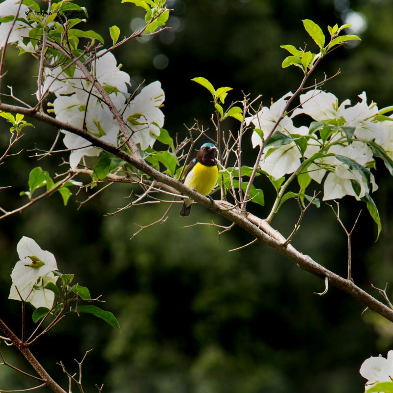 Purple-rumped Sunbird