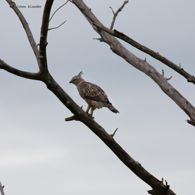 Crested Hawk Eagle