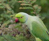 Rose-ringed Parakeet