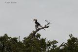 Malabar Pied Hornbill