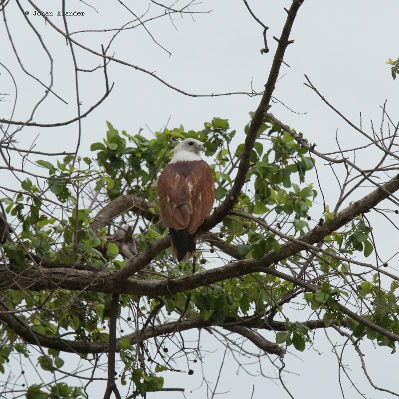 White-bellied Sea-eagle?