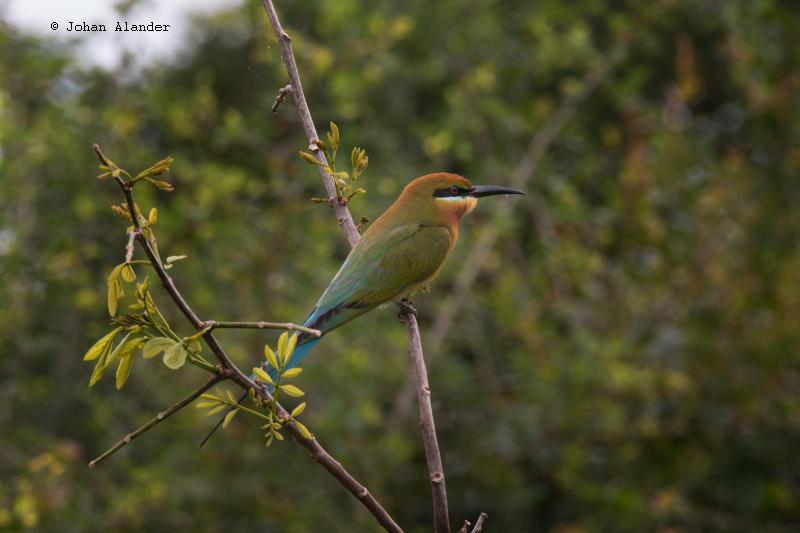 Blue tailed Bee-eater