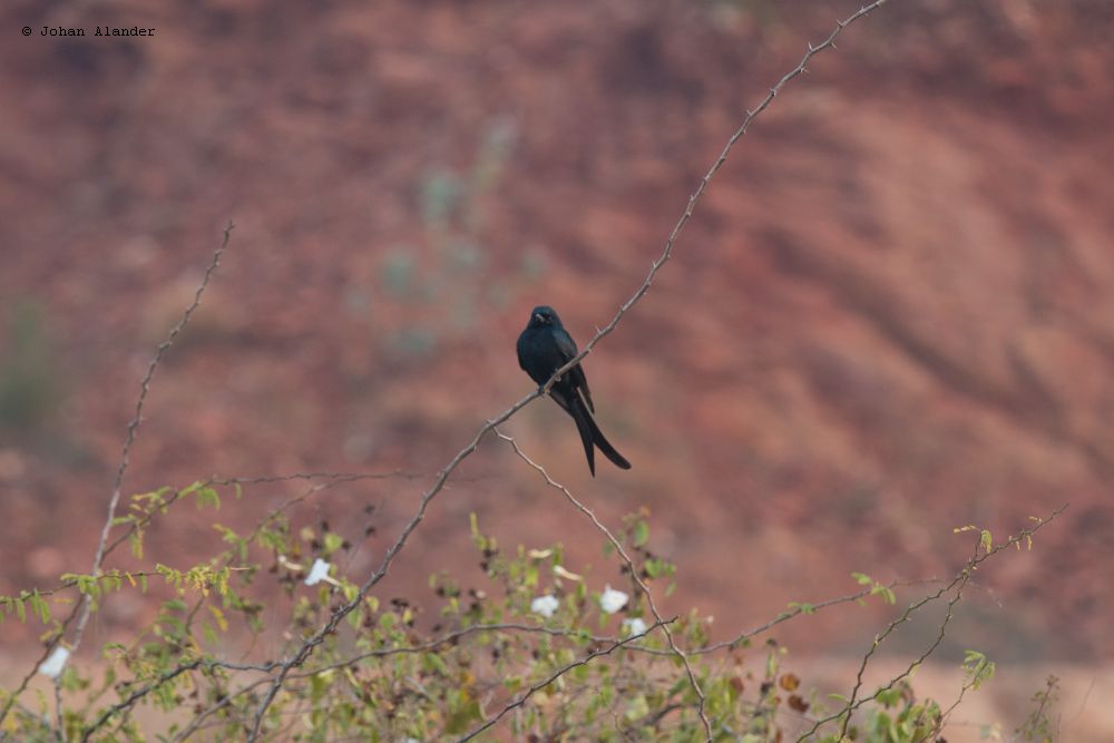 Black Drongo Black Drongo