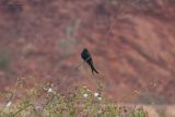 Black Drongo