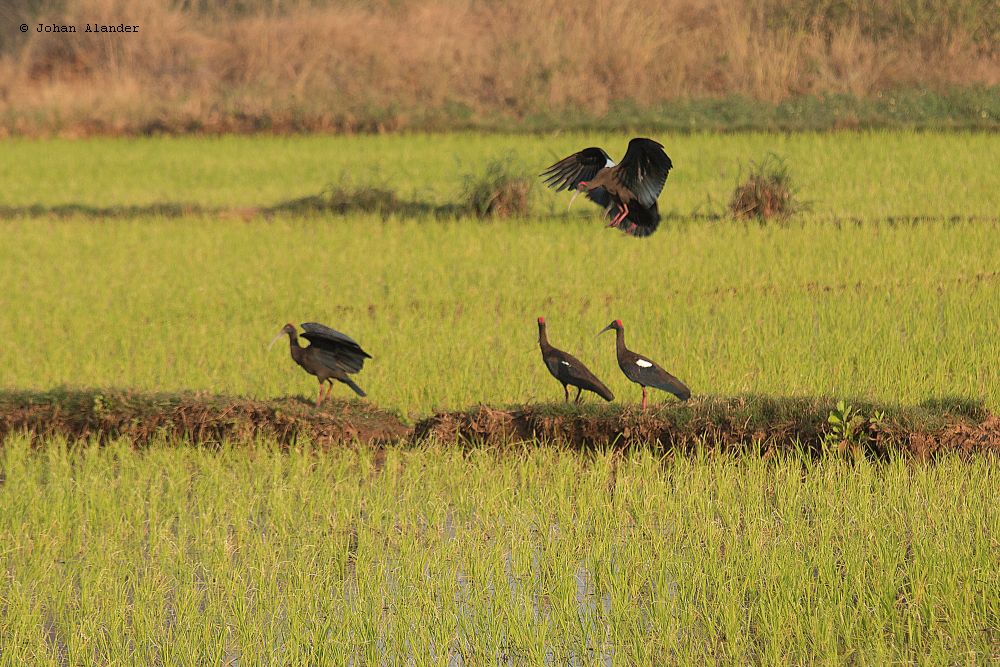 Ibis Ibis
