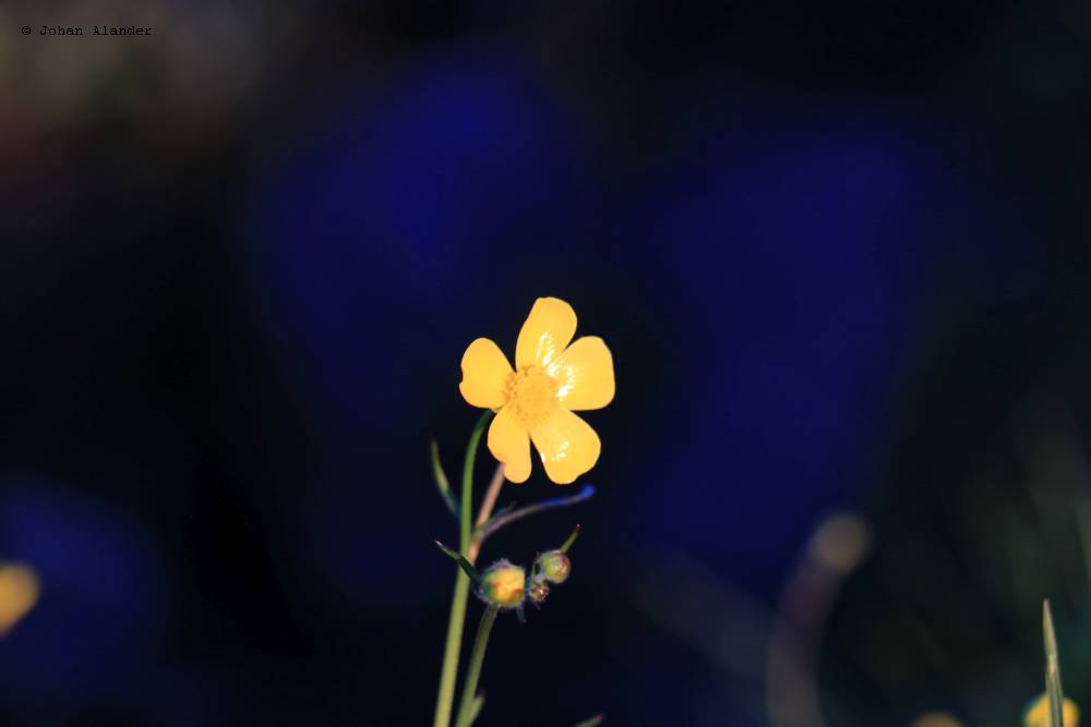 Smörblomma Smörblomma