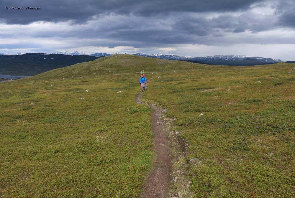 Fjällhed Fjällhed