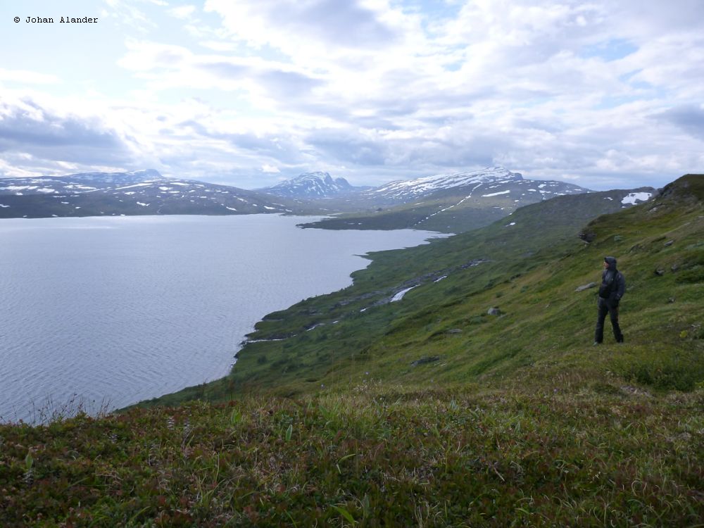 Utsikt mot Vastenjaure Utsikt mot Vastenjaure