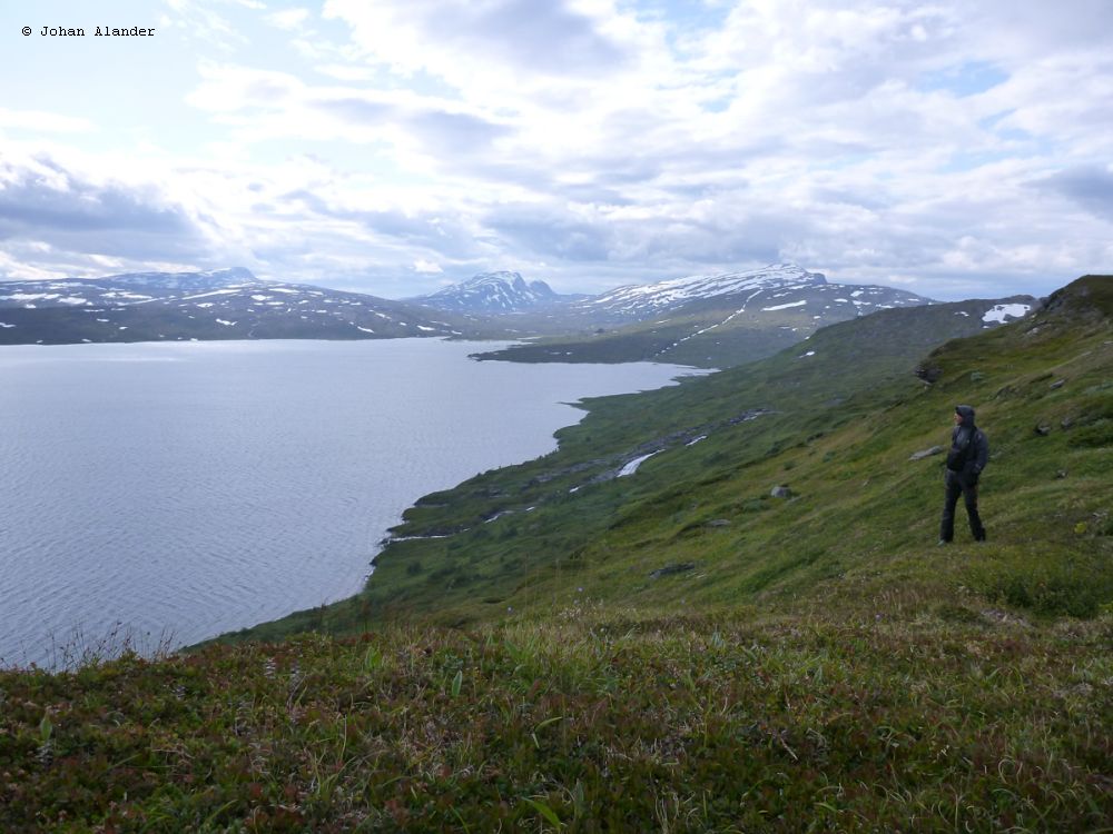 Utsikt mot Vastenjaure